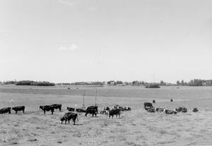 Zicht op de lege polder vanaf de Ringdijk nabij boerderij Poeleway. Rechts in de verte is de brug over de 1e Poellaan te zien. Links van het midden staat boerderij Langeveld tussen de bomen. (Foto: familie Murk, 1955.)