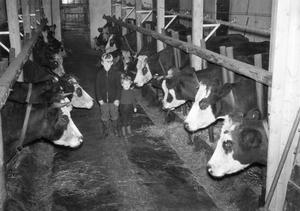 De stal van boerderij Poeleway. (Foto: familie Murk, 1957.)