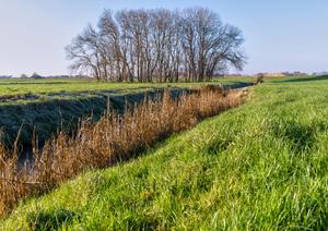 Pestbosje in de Poelpolder. Het pestbosje is vroeger groter geweest en was omgeven door een sloot. (Foto: Jan van der Voet, 2022.)