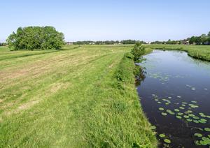 Restant van een pestbosje in de Poelpolder. Hier werden koeien begraven die waren overleden aan het besmettelijke miltvuur of runderpest. Het pestbosje ligt dicht bij de Ringsloot, tussen boerderij Langeveld en de 2e Poellaan. (Foto: Jan van der Voet, 2024.)