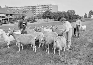 Mevrouw De Jong met geiten op de slaperdijk. Links de Jan Steenstraat en het Jacob van Ruysdaelplein. (Noord-Hollands Archief, collectie Fotopersbureau De Boer, 1984.)